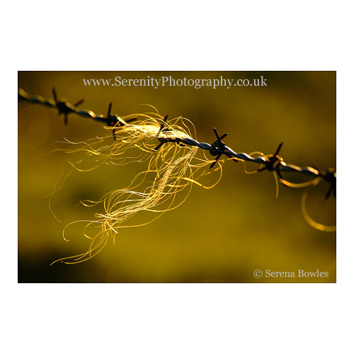 Sheep's hair caught on a piece of barbed wire, glowing in the afternoon sun.